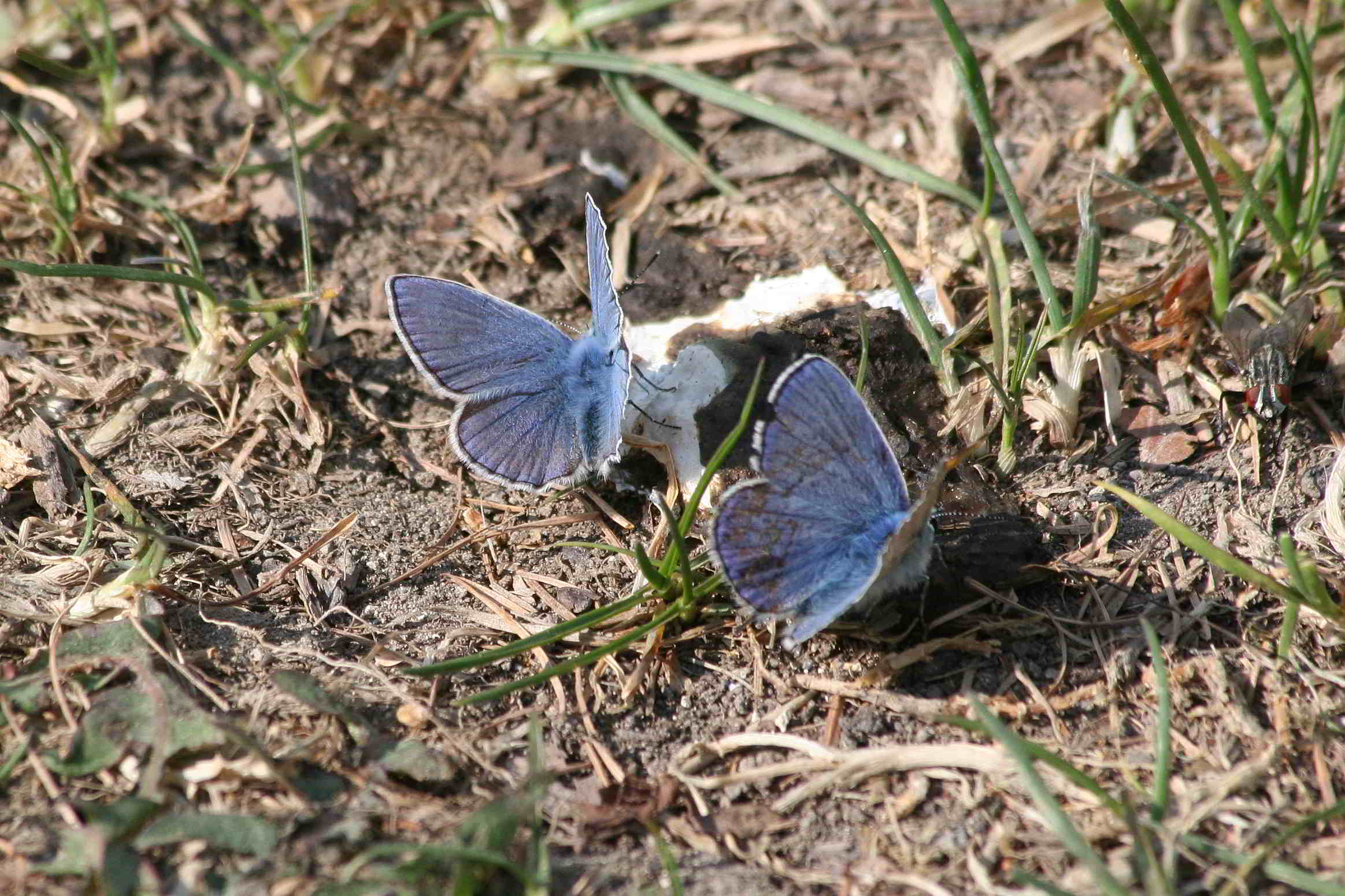 Polyommatus thersites?